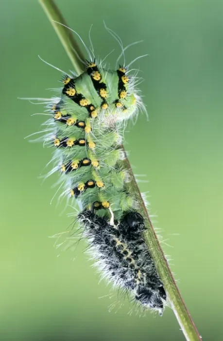 Framed Print : Small Emperor Moth - caterpillar shedding its skin - France Framed Print : Small Emperor Moth - caterpillar shedding its skin - France