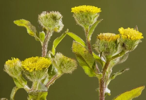 Small fleabane (Pulicaria vulgaris) - very rare plant of grazed grassland in the New Forest, Hants