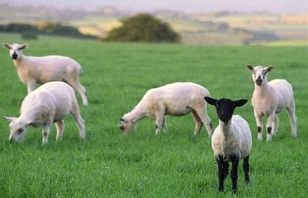 Small flock of lambs one black face foreground in green field with late afternoon sunlit scenery background