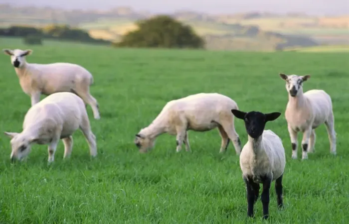 Framed Print : Small flock of lambs one black face foreground in green field with late afternoon sunlit scenery background Framed Print : Small flock of lambs one black face foreground in green field with late afternoon sunlit scenery background
