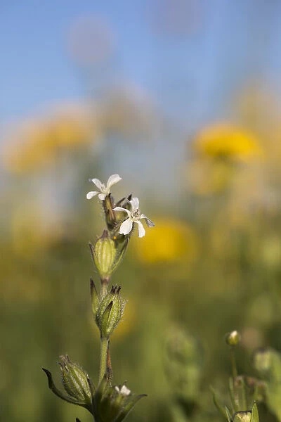 Small Flowered Catchfly - Cornwall - UK