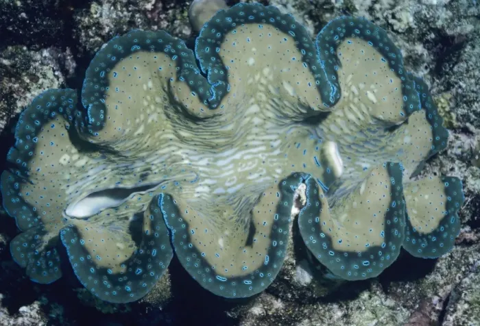 Framed Print : Small Giant Clam - showing inhalent and exhalent siphons Indo Pacific Framed Print : Small Giant Clam - showing inhalent and exhalent siphons Indo Pacific