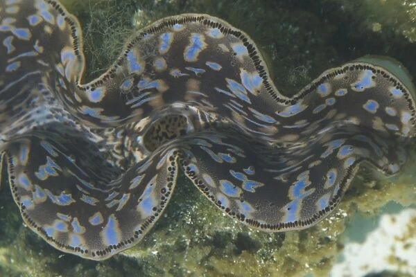 Small Giant Clam - This species has the widest distribution of the giant clams being found in sunlit coral reefs from east Africa across the Indian Ocean and into the Western Pacific. The Giant Clams are the largest bivalve molluscs