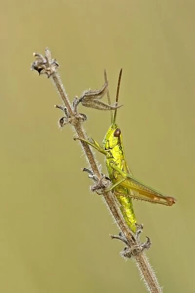 Small Golden Grasshopper resting on blade of grass in autumn meadow Baden-Wuerttemberg, Germany