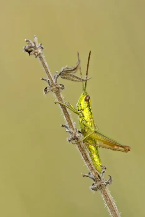 Framed Print : Small Golden Grasshopper resting on blade of grass in autumn meadow Baden-Wuerttemberg, Germany Framed Print : Small Golden Grasshopper resting on blade of grass in autumn meadow Baden-Wuerttemberg, Germany