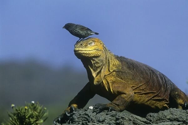 Small Ground FInch - perched on head of land iguana - Galapagos Islands