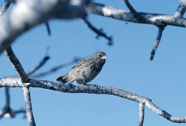 Small Ground Finch In tree N. Seymour, Galapagos Islands
