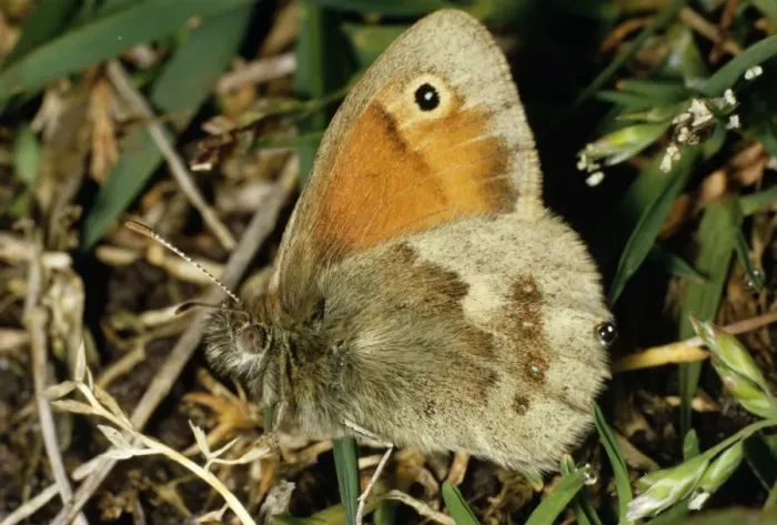 Framed Print : Small Heath Butterfly Framed Print : Small Heath Butterfly