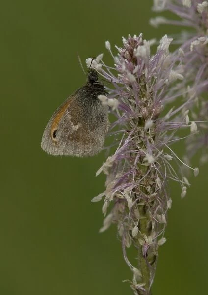 Small heath butterfly on hoary plantain, at dawn