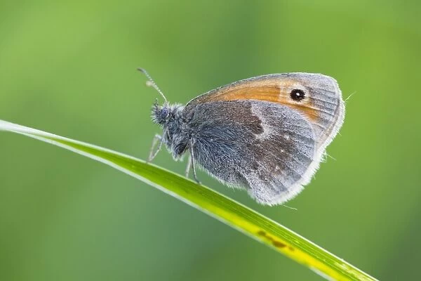 Small Heath Butterfly - resting on grass stalk - Lower Saxony - Germany