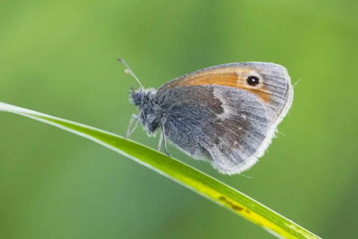 Framed Print : Small Heath Butterfly - resting on grass stalk - Lower Saxony - Germany Framed Print : Small Heath Butterfly - resting on grass stalk - Lower Saxony - Germany