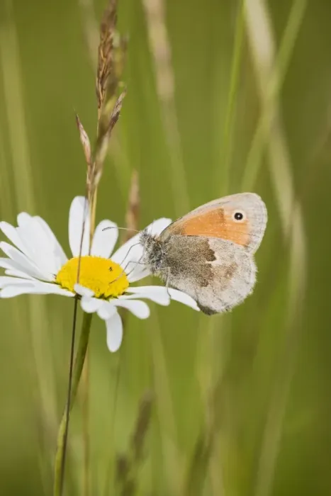 Framed Print : Small Heath Butterfly – resting in meadow Bedfordshire UK 004828 Framed Print : Small Heath Butterfly – resting in meadow Bedfordshire UK 004828