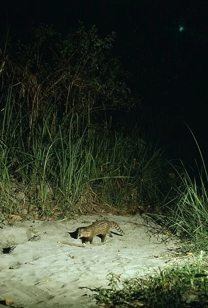 Small Indian Civet  /  Rasse  /  Lesser Indian Civet - at night - Nepal
