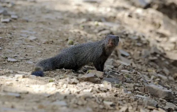 Framed Print : Small Indian Mongoose - Ranthambhore National Park - Rajasthan - India Framed Print : Small Indian Mongoose - Ranthambhore National Park - Rajasthan - India