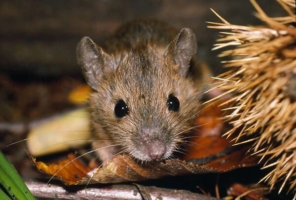 Small Japanese Field Mouse
