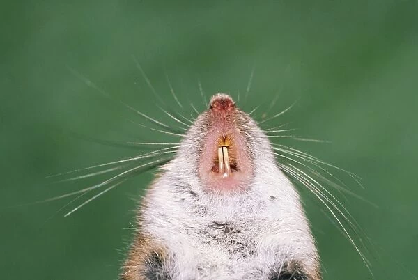 Small Japanese Field Mouse - showing incisor teeth