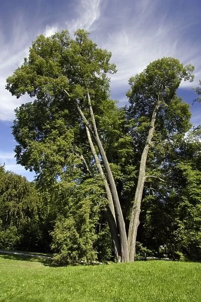 Small-Leafed Lime - tree standing in park, Lower Saxony, Germany