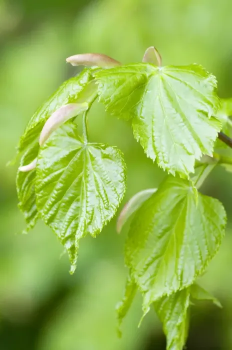 Framed Print : Small-leaved Lime - close up of fresh new leaves - Lincolnshire - UK Framed Print : Small-leaved Lime - close up of fresh new leaves - Lincolnshire - UK