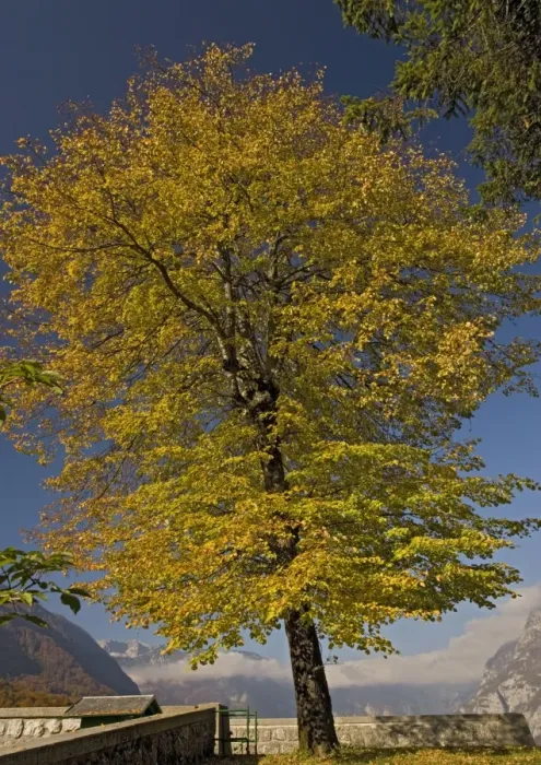 Framed Print : Small-leaved lime tree, with autumn colour Framed Print : Small-leaved lime tree, with autumn colour
