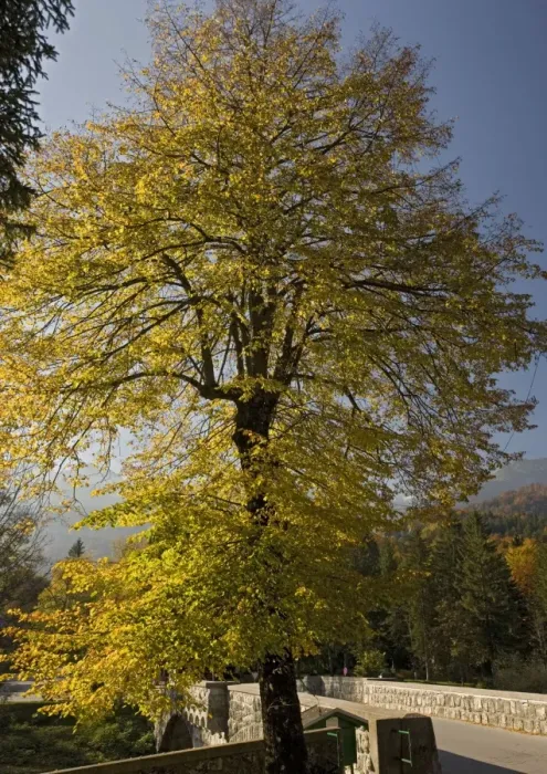 Framed Print : Small-leaved lime tree, with autumn colour Framed Print : Small-leaved lime tree, with autumn colour