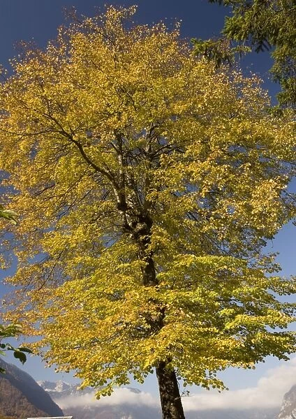 Small-leaved lime tree, with autumn colour