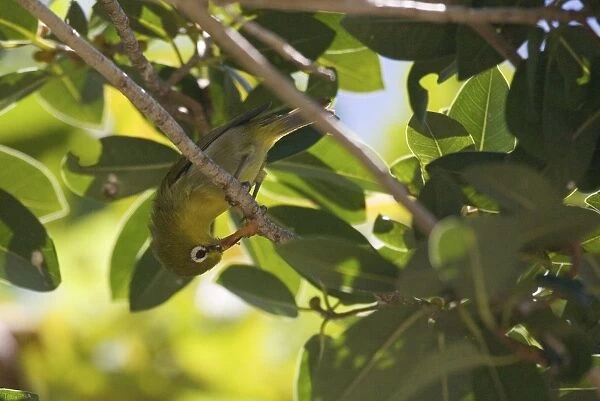 Small Lifou White-eye Endemic to Lifou Island in the Loyalty Islands, east of New Caledonia where it is commonly encountered in gardens, forest edge and secondary growth
