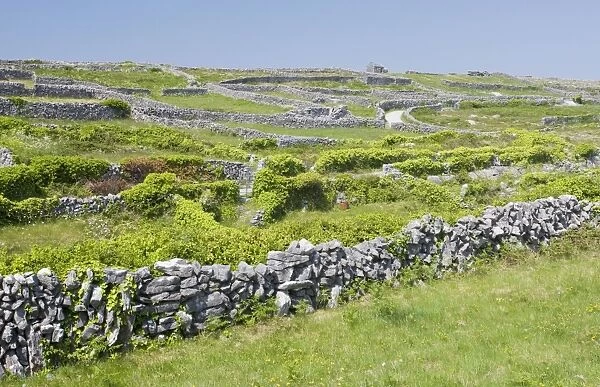 Small limestone-walled old fields on Inisheer the Burren, western Eire