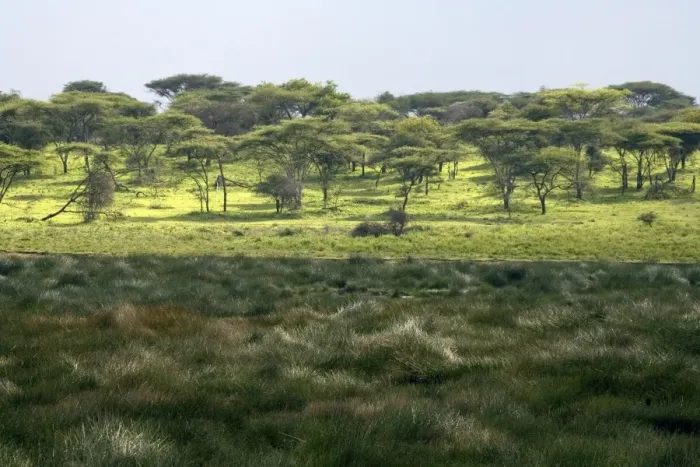 Framed Print : Small marsh at Ndutu - part of Ngorongoro conservation area - Tanzania - Africa Framed Print : Small marsh at Ndutu - part of Ngorongoro conservation area - Tanzania - Africa