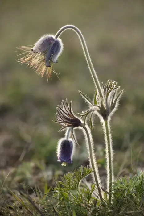 Framed Print : Small Pasque flower (Pulsatilla pratensis), evening light. Sweden Framed Print : Small Pasque flower (Pulsatilla pratensis), evening light. Sweden