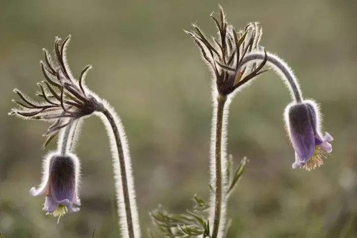 Framed Print : Small Pasque flower (Pulsatilla pratensis), evening light. Sweden Framed Print : Small Pasque flower (Pulsatilla pratensis), evening light. Sweden
