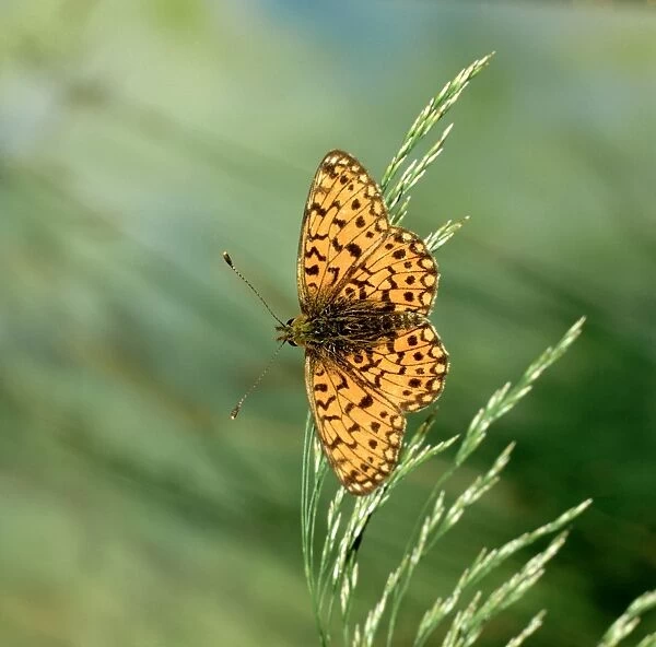 Small Pearl-bordered Fritillary Butterfly
