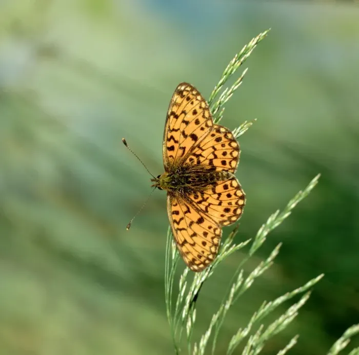 Framed Print : Small Pearl-bordered Fritillary Butterfly Framed Print : Small Pearl-bordered Fritillary Butterfly