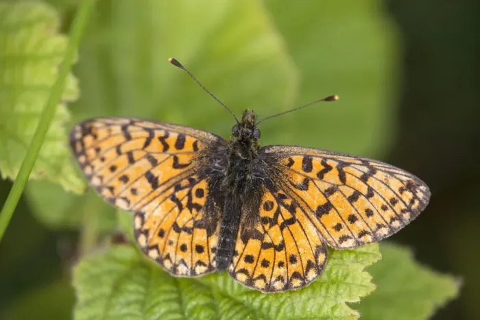 Framed Print : Small Pearl Bordered Fritillary Butterfly - Cornwall - UK Framed Print : Small Pearl Bordered Fritillary Butterfly - Cornwall - UK