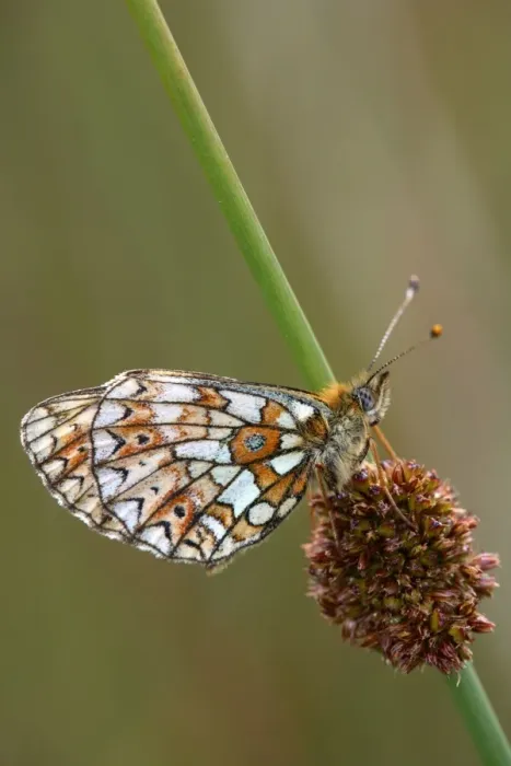 Framed Print : Small Pearl-bordered Fritillary - on soft rush - Cornwall - UK Framed Print : Small Pearl-bordered Fritillary - on soft rush - Cornwall - UK