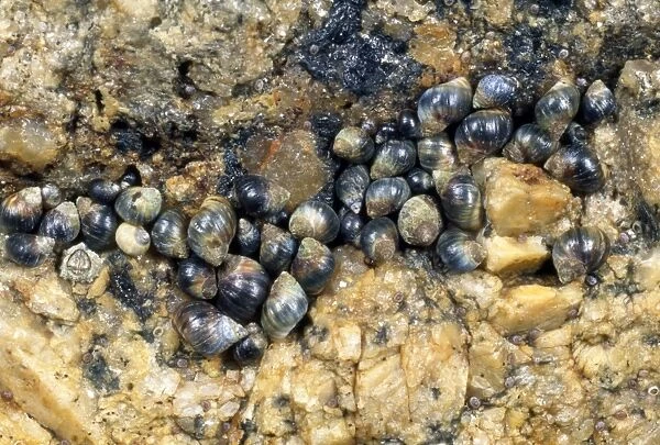 Small Periwinkles - in seashore rock crevice - UK
