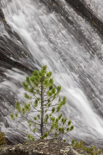 Small pine tree and Gibbon Falls, Yellowstone National Park, Wyoming Date: 06-10-2021