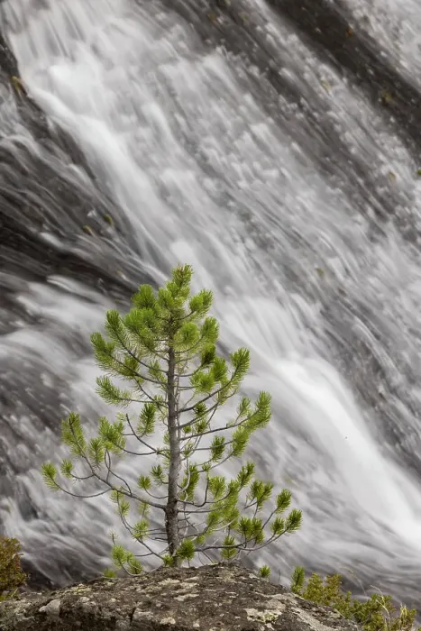 Framed Print : Small pine tree and Gibbon Falls, Yellowstone National Park, Wyoming Date: 06-10-2021 Framed Print : Small pine tree and Gibbon Falls, Yellowstone National Park, Wyoming Date: 06-10-2021