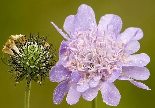 Small Scabious, or Dove's foot scabious (Scabiosa columbaria) in flower and fruit. Chalk downland, Hants