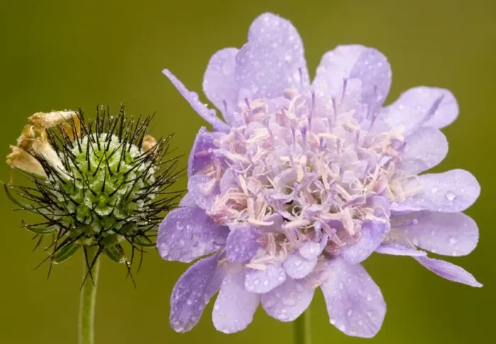 Framed Print : Small Scabious, or Dove's foot scabious (Scabiosa columbaria) in flower and fruit. Chalk downland, Hants Framed Print : Small Scabious, or Dove's foot scabious (Scabiosa columbaria) in flower and fruit. Chalk downland, Hants