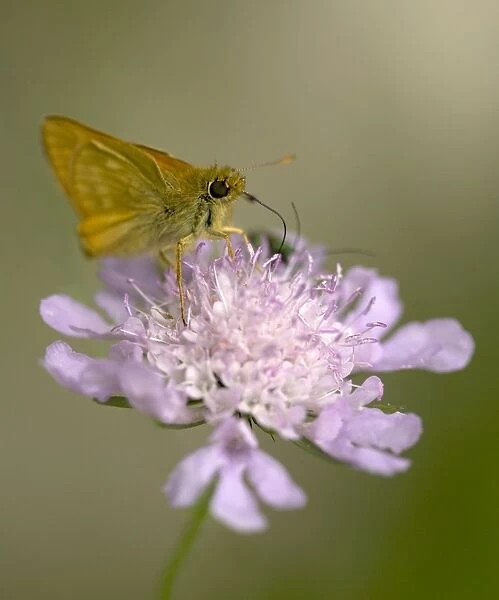 Small Skipper butterfly - Feeding on purple flower of Scabious Note long tongue Location: Chalk grassland, Berkshire, UK
