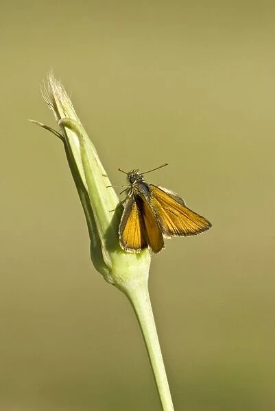 Small skipper Top view with wings open Aggtelek National Park Hungary