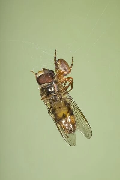 Small Spider with Marmalade Hoverfly caught in web Essex, UK IN000848