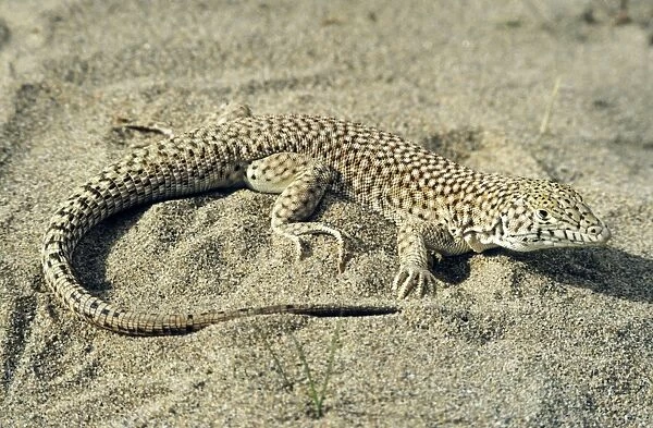 Small-spotted Lizard - in sand dunes of Central Karakum desert - Turkmenistan - former CIS - March Tm25. 0017