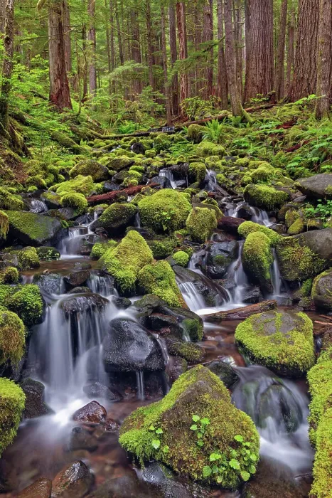 Framed Print : Small stream cascading through moss covered rocks, Hoh Rainforest, Olympic National Park, Washington State Date: 19-06-2013 Framed Print : Small stream cascading through moss covered rocks, Hoh Rainforest, Olympic National Park, Washington State Date: 19-06-2013