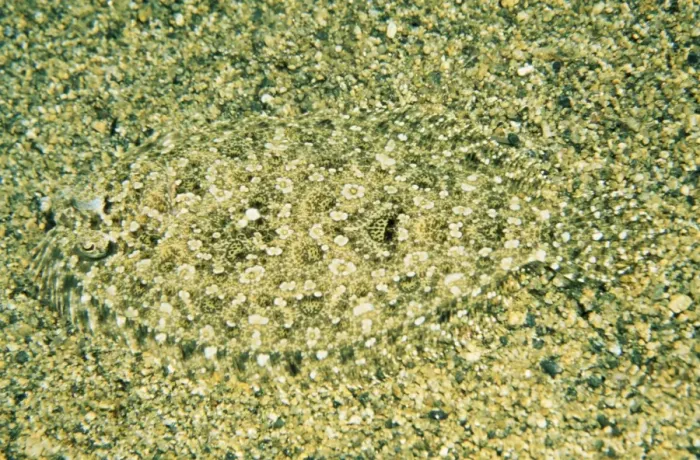 Framed Print : Small-toothed Flounder - southern Australia Framed Print : Small-toothed Flounder - southern Australia