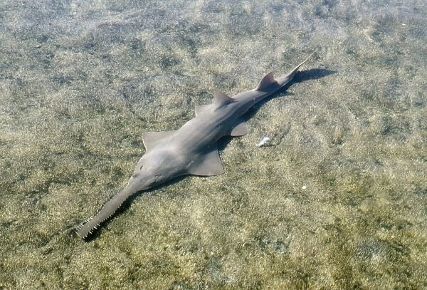 Small-toothed Sawfish