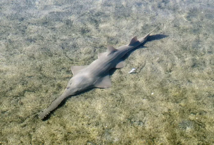 Framed Print : Small-toothed Sawfish Framed Print : Small-toothed Sawfish