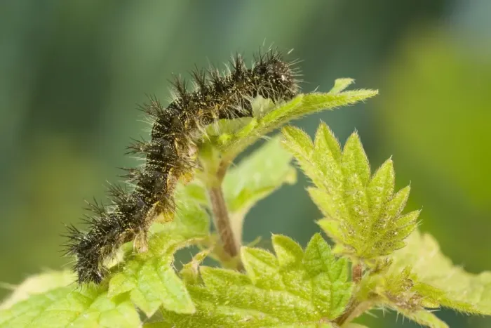 Framed Print : Small Tortoiseshell Butterfly caterpillar on nettle. UK Framed Print : Small Tortoiseshell Butterfly caterpillar on nettle. UK
