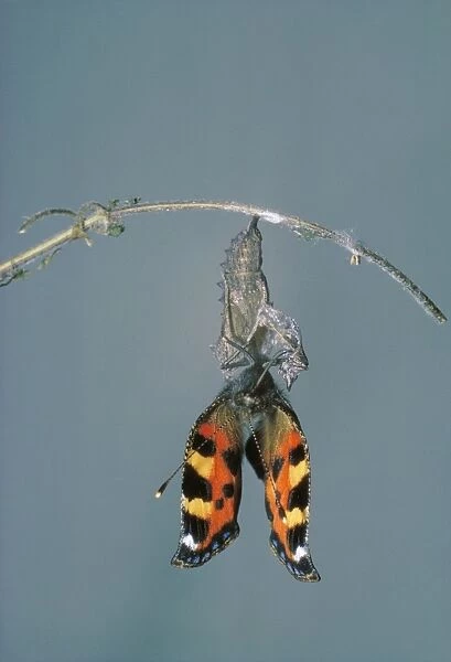 Small Tortoiseshell Butterfly - drying wings after emerging from chrysalis