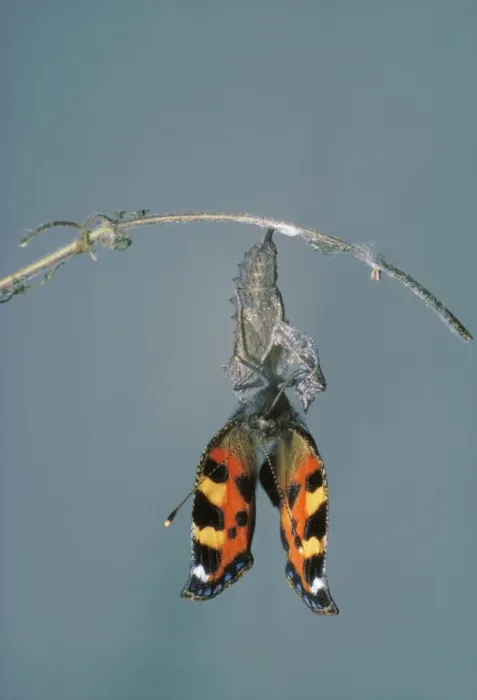 Framed Print : Small Tortoiseshell Butterfly - drying wings after emerging from chrysalis Framed Print : Small Tortoiseshell Butterfly - drying wings after emerging from chrysalis